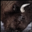 CU Wildlife Club Experience logo