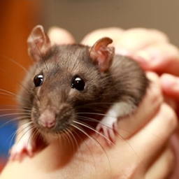 RATTcoreSMP logo