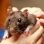RATTcoreSMP logo