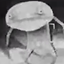 Wendighos7's ultimate logo