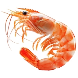 Shrimp's Fried Rice logo