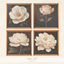 Vintage Peonies Painting by BlusterSims logo