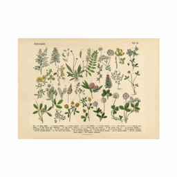 Botanical Horizontal Posters logo
