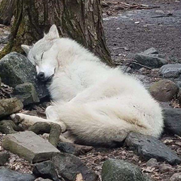 Sleepy Server Pack logo