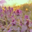 Sakura View logo