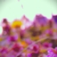 Lavender View logo