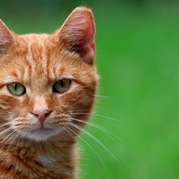 Catz go BRRR logo