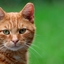 Catz go BRRR logo