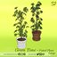 Green Time Potted plant Large 🍃 logo