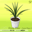Green Time 3 Potted plants 🍀☘️🍃🌿🥦 logo