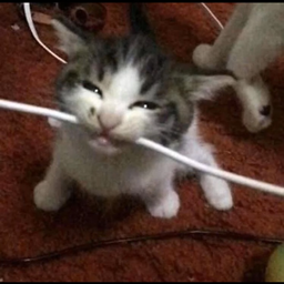 Cat Bitting Wire Totem logo
