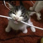Cat Bitting Wire Totem logo