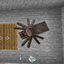 Spiders 2.0 polymerized logo