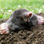 Mole Men logo