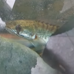 Fish and Stuff project image