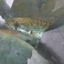 Fish and Stuff logo