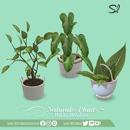 Naturalis Potted Plants - white recolors