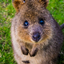 MrQuokka's Create+ logo