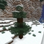 Snow Under Trees (Datapack) logo