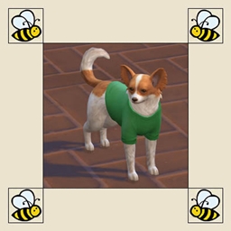 No Random Pet Clothing