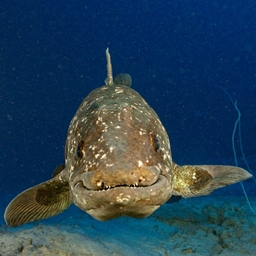 Coelacraft logo