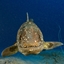 Coelacraft logo