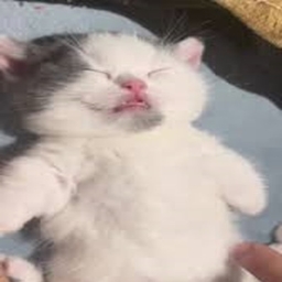 Sleepy Head logo