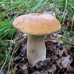 My Mushrooms project image