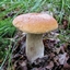 My Mushrooms avatar