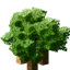 Cubic Leaves avatar