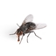 Flynator logo