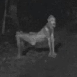 Skinwalkers project image