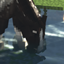 Ranchers of Pixel Valley logo