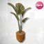 Minimal Lorena Plant avatar
