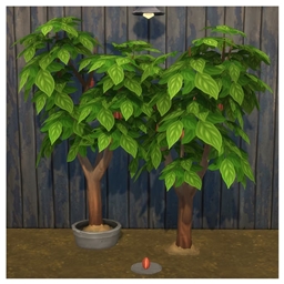 🍫🌿 Cacao by: BrazenLotus — Spanish TranslationES