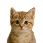 Cute Cat Totem logo