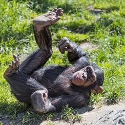 Ape-roll logo