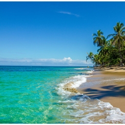Caribbean Survival logo