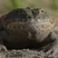 Frogs & Dinos avatar