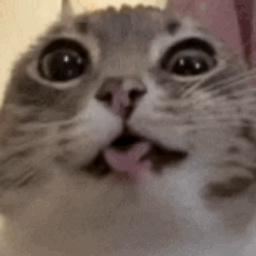 The Undying Cat project image