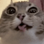 The Undying Cat logo
