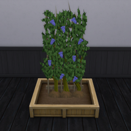 Concord Grapes Harvestable - The Sims 4 Mods - CurseForge