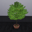 Starfruit Harvestable (Carambola) logo