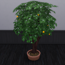 Tangerine Harvestable