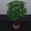 Tangerine Harvestable logo