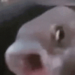 IM SO FISH project image