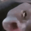 IM SO FISH logo