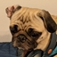 Pug Pack logo