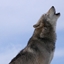 Wolf world logo