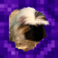 Dimensions+ v0.32 logo